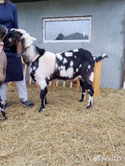 Англо нубийский козел на племя