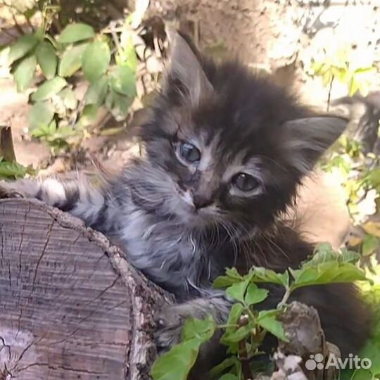 Котята девочки