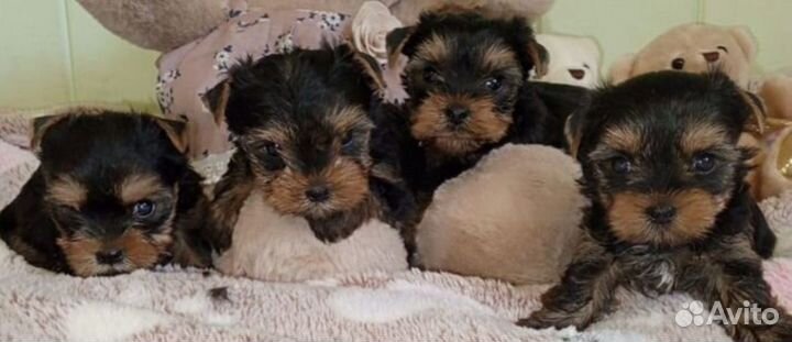 Йоркширский терьер