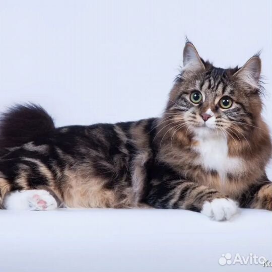 Курильский бобтейл