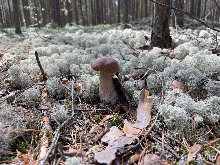 Белые грибы свежие