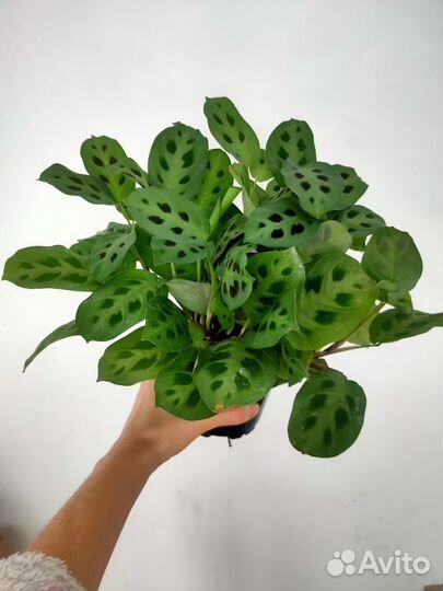 Фикус Наташа