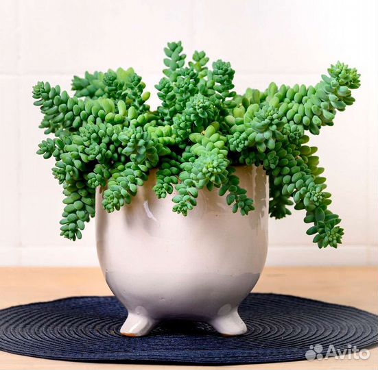 Суккуленты 2