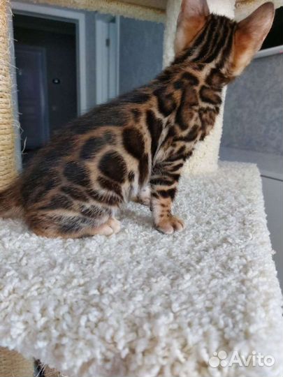 Бенгальские котята