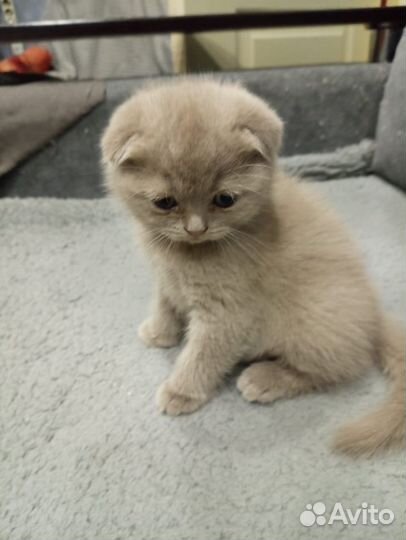 Британские вислоухие котята