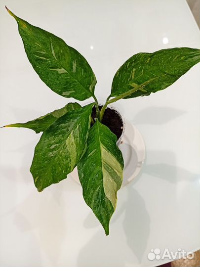 Спатифиллум джемени