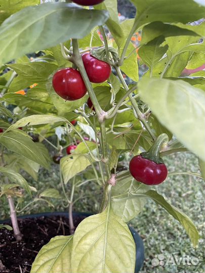 Семена домашние китайский перец чили