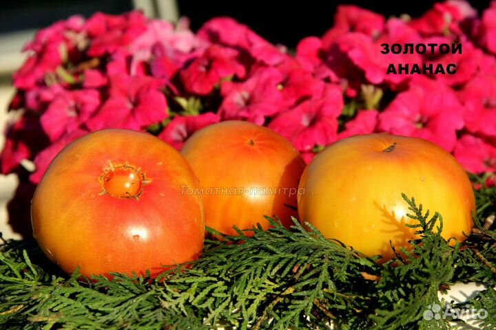 Семена редких экзотических томатов