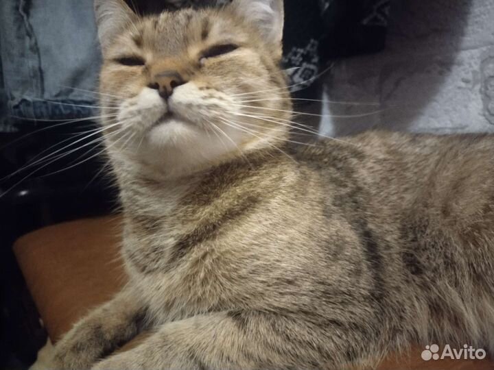 Кошка бесплатно