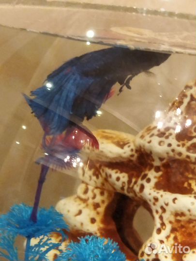 Рыбка петушок