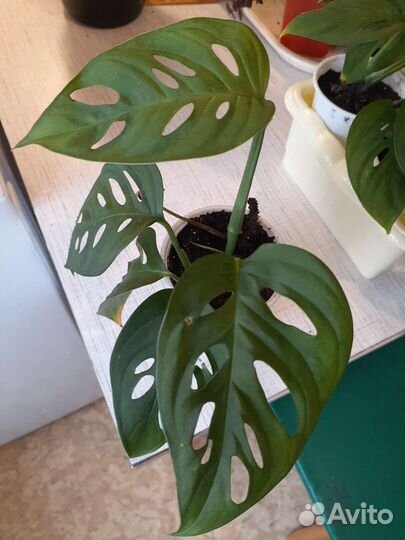 Monstera obliqua, монстера косая