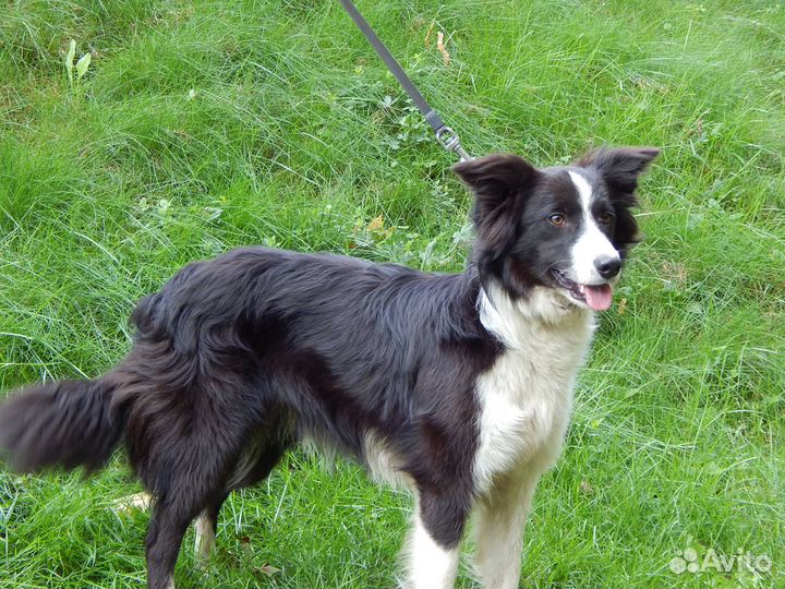 Бордер-колли