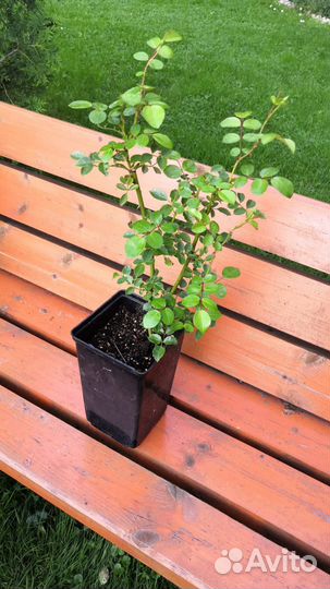 Саженцы розы Свани, Сахары, Бузины чёрной и Керрии