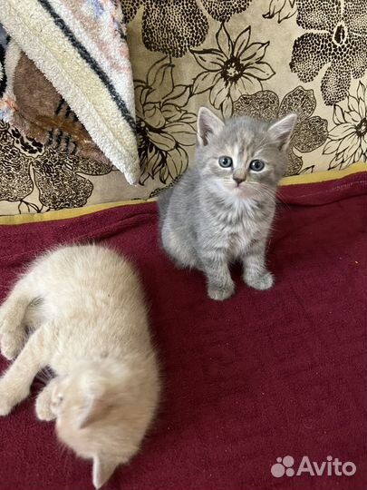 Британские котята