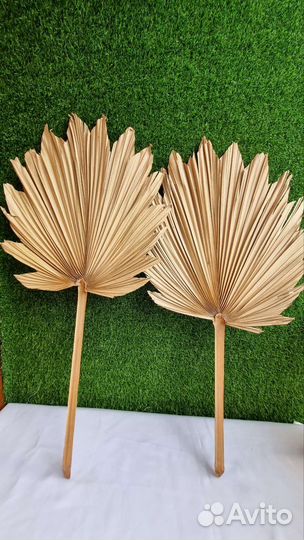 Пальмовые листья