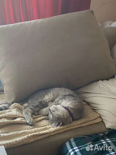 Кошка