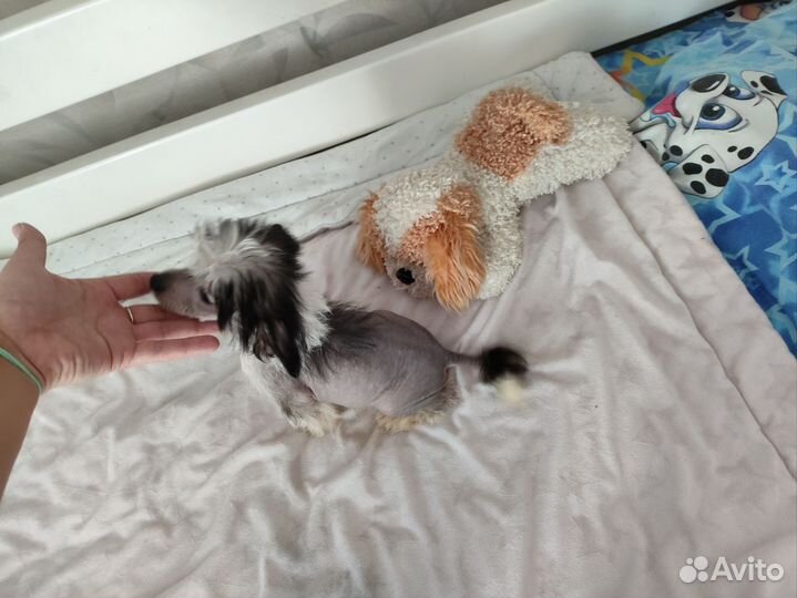 Мальчики Мини