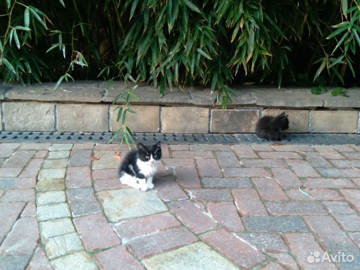 Котята в смокингах