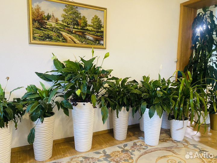 Комнатные растения цветы