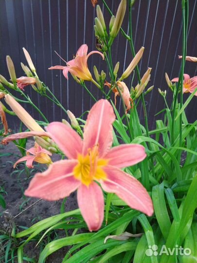 Цветы для дома и дачи