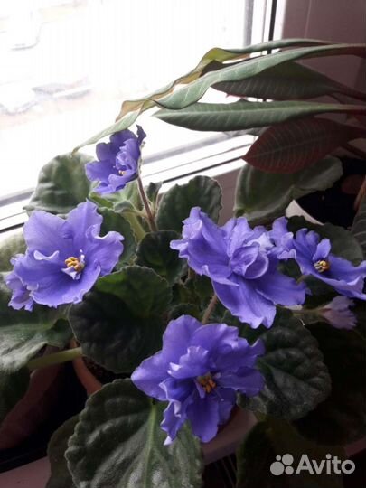 Фиалка (сенполия)