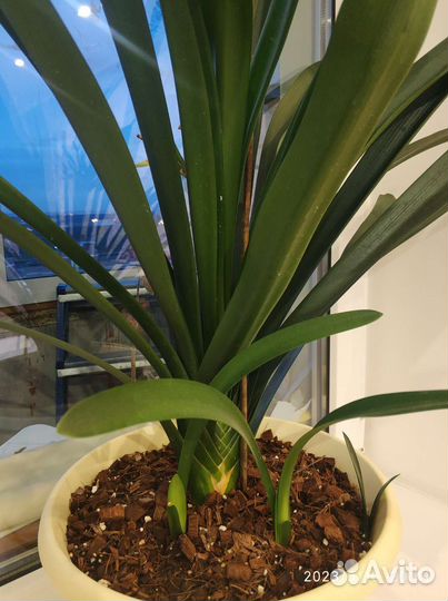 Комнатные цветы кливия