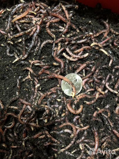 Малек червя (дендробены)