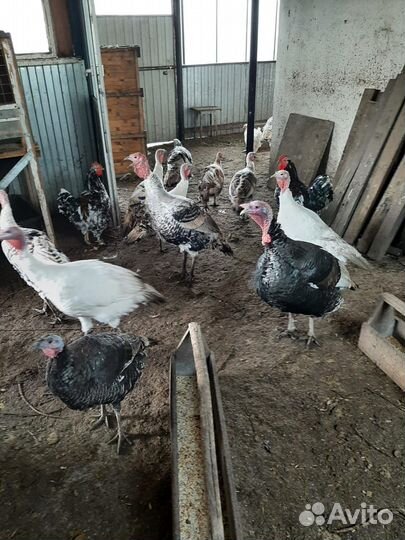 Индюки домашние