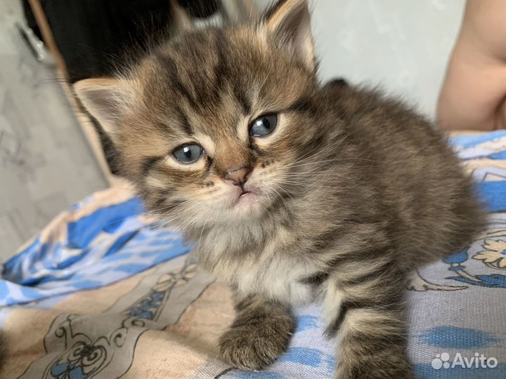 Котята в добрые руки мальчики