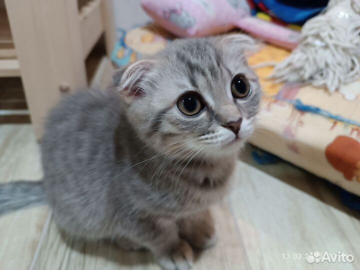 Шотландская вислоухая кошка