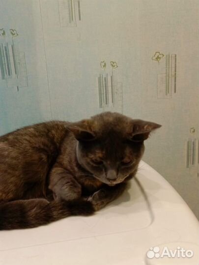 Кошка