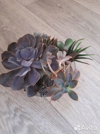 Набор суккулентов эчеверии, хавортия, граптоверия