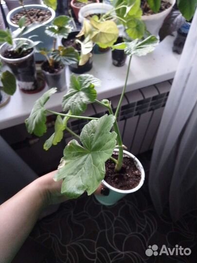 Укорененные отростки домашних растений