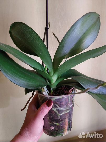 Орхидея фаленопсис