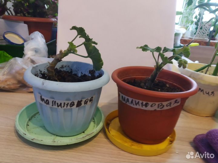 Комнатные цветы бесплатно