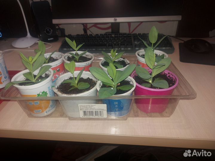 Эустома рассада