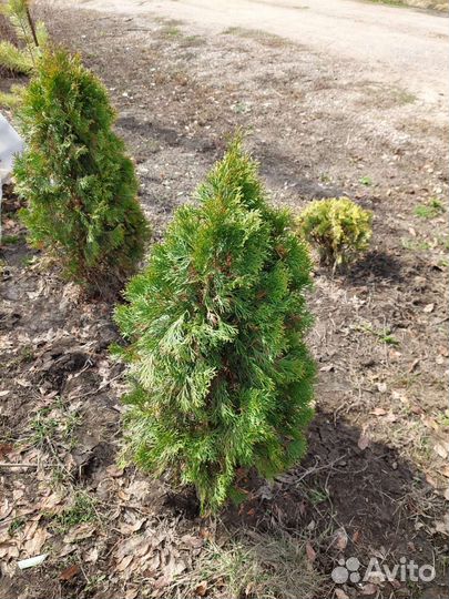 Туя смарагд саженцы