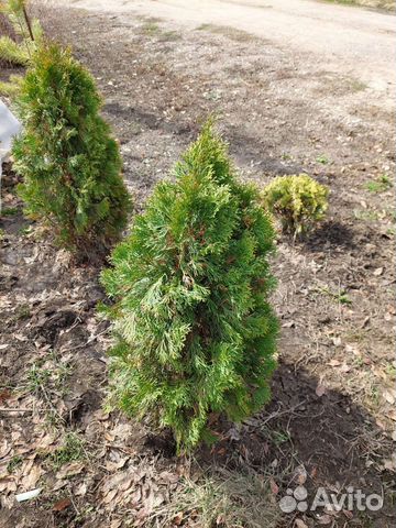 Туя смарагд саженцы