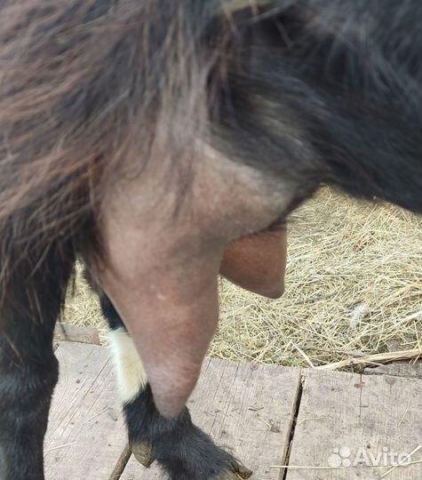 Продается коза и козел