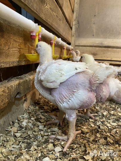 Цыплята бройлеры