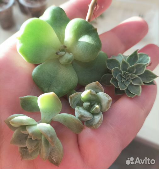 Суккуленты