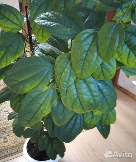 Комнатные цветы Севастополя