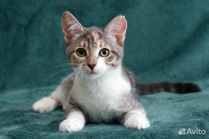 Озорная Веснушка в поисках семьи, котёнок