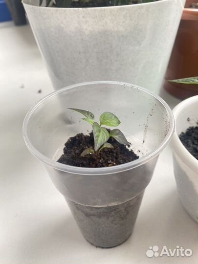 Перец декоративный жгучий