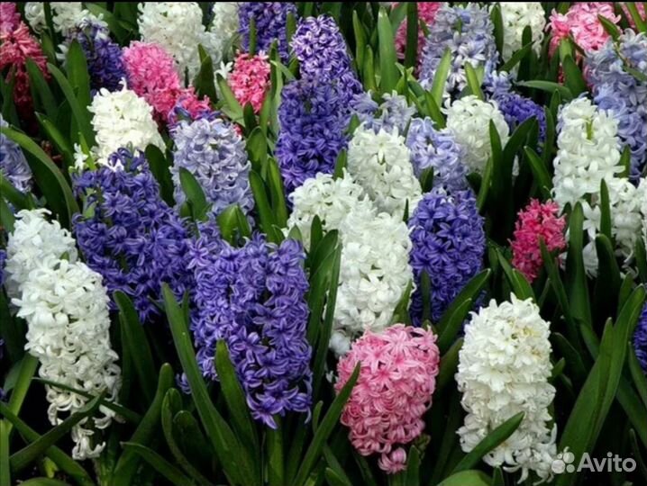 Гиацинты к 8 марта