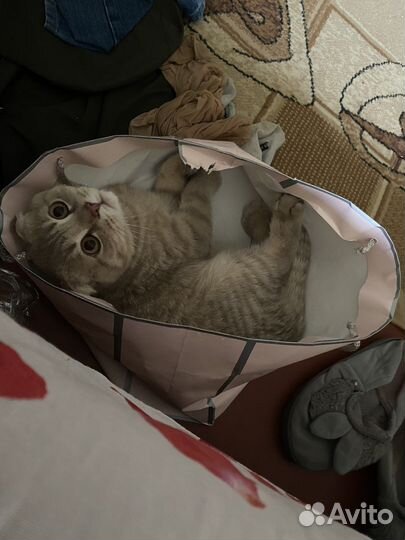 Шотладский кот вязка