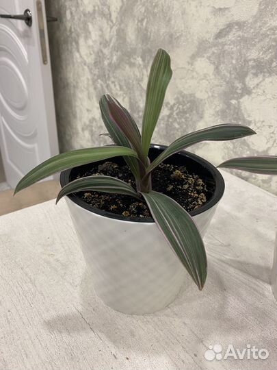 Традесканция розовая рэо