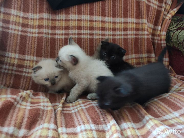 Вислоухие котята в добрые руки