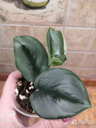 Эпипремнум. Сциндапсус