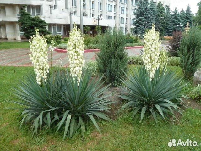 Юкка